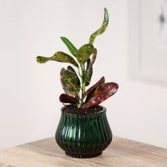 Croton Mammie - Codiaeum