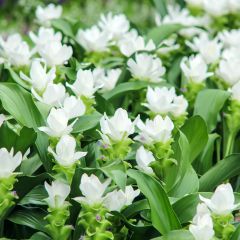 Curcuma alismatifolia White - Tulipe du Siam