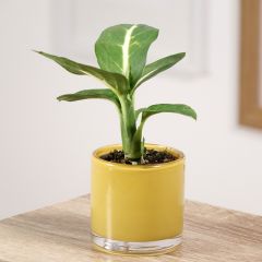 Dieffenbachia Sterling