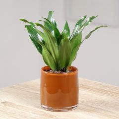 Dracaena Janet Craig - Dragonnier 