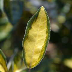 Elaeagnus ebbingei Limelight - Chalef de Ebbing