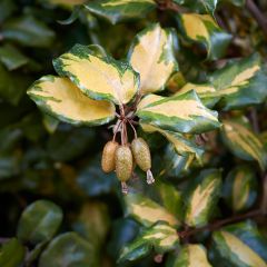 Elaeagnus pungens Maculata - Chalef panaché