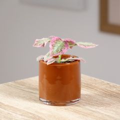 Episcia Pink Brocade