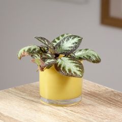 Episcia Silver Shield