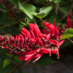 Erythrina x bidwillii - Arbre corail