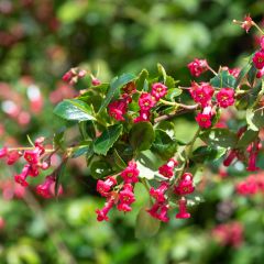 Escallonia rubra Crimson Spire