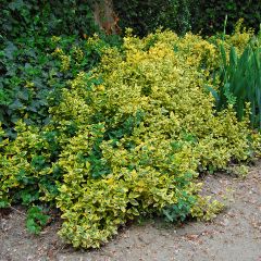 Euonymus japonicus Aureus - Fusain du Japon