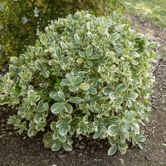 Euonymus japonicus Bravo - Fusain du Japon