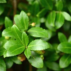 Euonymus japonicus Microphyllus  - Fusain du Japon