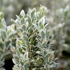 Euonymus japonicus White Spire - Fusain du Japon