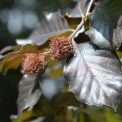 Fagus sylvatica Atropurpurea - Hêtre pourpre