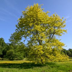Févier d'Amérique doré - Gleditsia triacanthos Sunburst