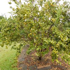 Kumquat Marumi - Fortunella japonica