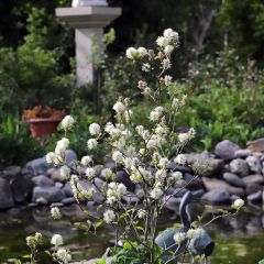Fothergilla major - Grand Fothergilla