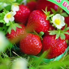 Fraisier Mara des Bois (remontant)