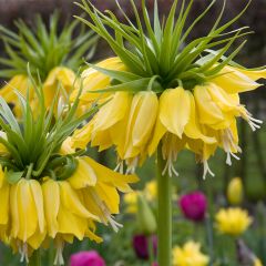 Fritillaire imperialis Lutea - Couronne impériale