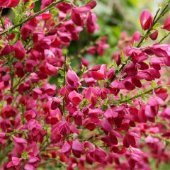 Genêt à balais - Cytisus Boskoop Ruby