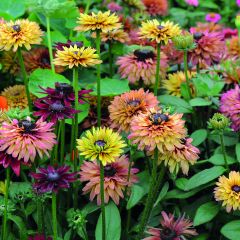 Graines de Rudbeckia Caramel mixed  en mélange ( Sahara Mix)