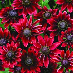 Graines de Rudbeckia Cherry Brandy - Rudbeckia hirta 