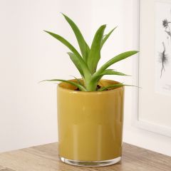 Guzmania Flava