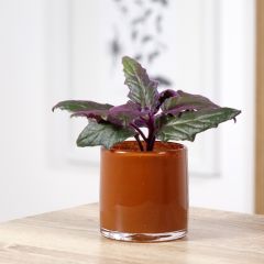 Gynura aurantiaca - Plante-velours