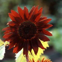 Graines de Tournesol Claret F1 - Helianthus annuus
