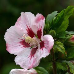 Hibiscus syriacus Hamabo - Althéa ou mauve en arbre