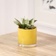 Hoya Eskimo - Fleur de porcelaine