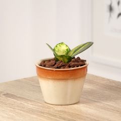 Hoya australis Tricolor - Fleur de porcelaine