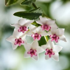 Hoya bella - Fleur de porcelaine