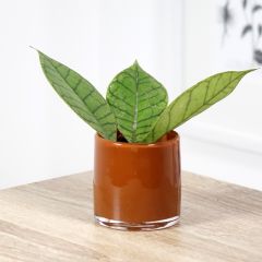 Hoya callistophylla - Fleur de porcelaine