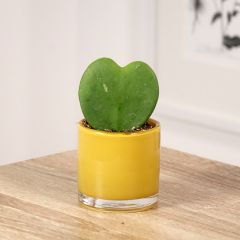 Hoya kerrii - Plante-coeur