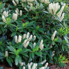 Itea virginica Little Henry - Itéa de Virginie