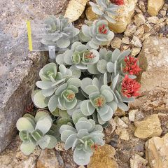 Kalanchoe farinacea