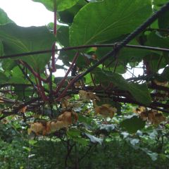Kiwi Golden Delight (femelle) - Actinidia deliciosa