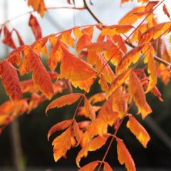 Savonnier orange - Koelreuteria paniculata Coral Sun