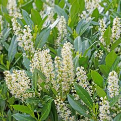 Laurier cerise - Prunus laurocerasus Herbergii