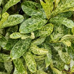 Laurier cerise - Prunus laurocerasus Marbled White