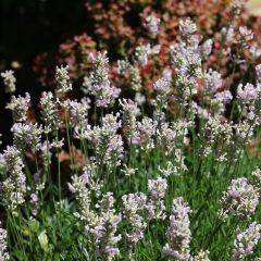 Lavande vraie - Lavandula angustifolia Rosea