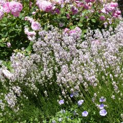 Lavande vraie - Lavandula angustifolia Rosea