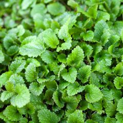 Mélisse citronnelle Bio Graines