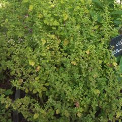 Mélisse citronnelle 