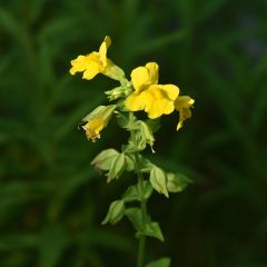 Mimulus luteus - Mimule jaune