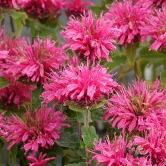 Monarde Cranberry Lace - Bergamote rose pourpré