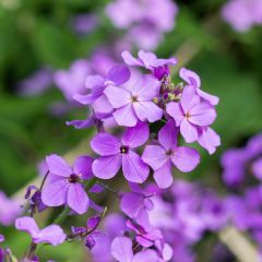 Monnaie du Pape - Lunaria annua