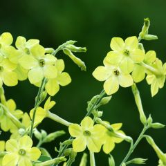 Graines de Tabac d'ornement Lime Green - Nicotiana alata