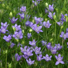 Graines de Nigelle de Bouchara Blue Stars - Nigella garidella