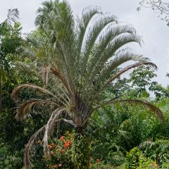 Dypsis decaryi - Palmier triangle
