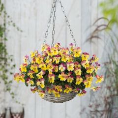 Pensée retombante STRAWBERRY SWIRL Mini-motte