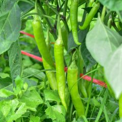 Poivron Sweet Banana Jaune Clair